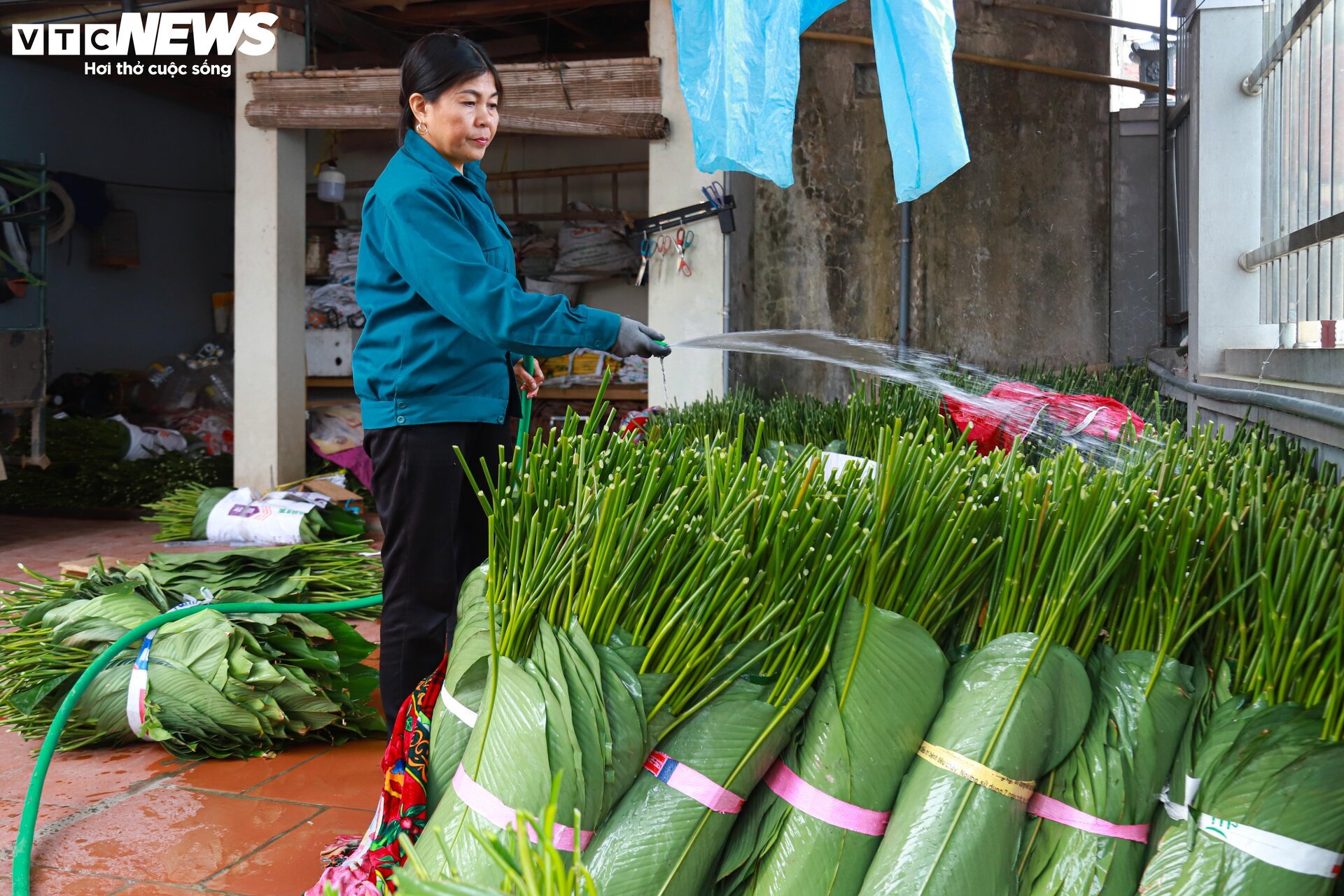 Tất bật thu hoạch lá dong, mong hốt bạc dịp Tết Nguyên đán - Ảnh 10