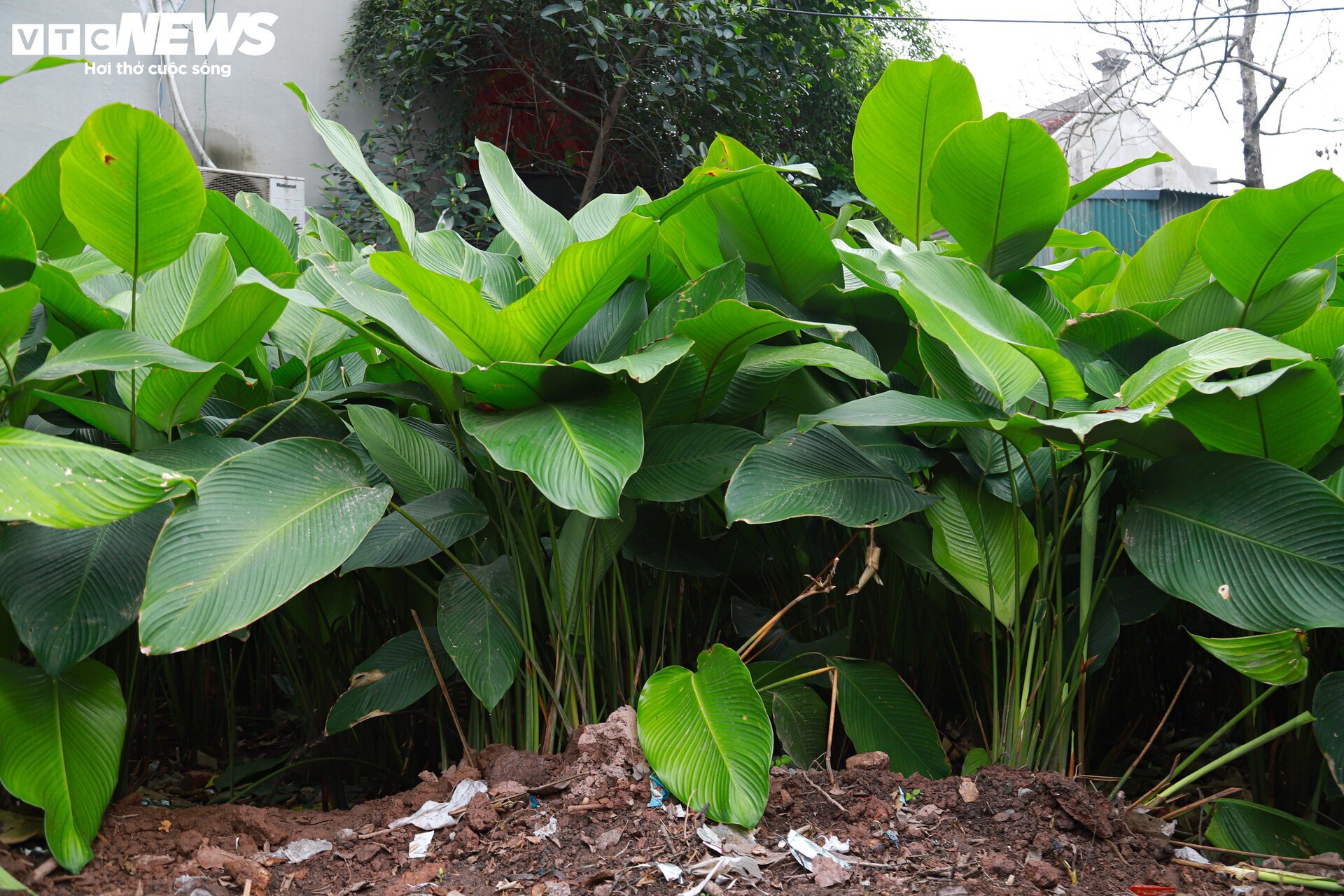 Tất bật thu hoạch lá dong, mong hốt bạc dịp Tết Nguyên đán - Ảnh 7