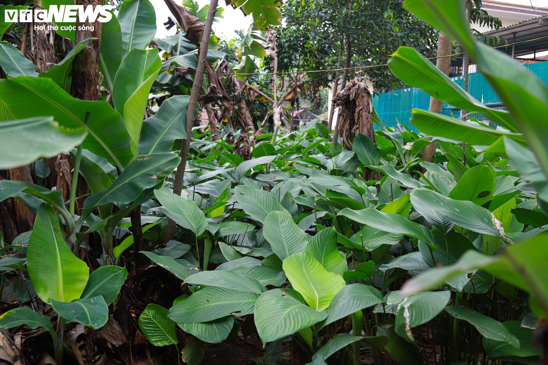 Tất bật thu hoạch lá dong, mong hốt bạc dịp Tết Nguyên đán - Ảnh 15