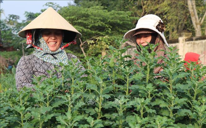 Làng hoa Tết lớn nhất miền Trung được mùa, trúng giá - Ảnh 1