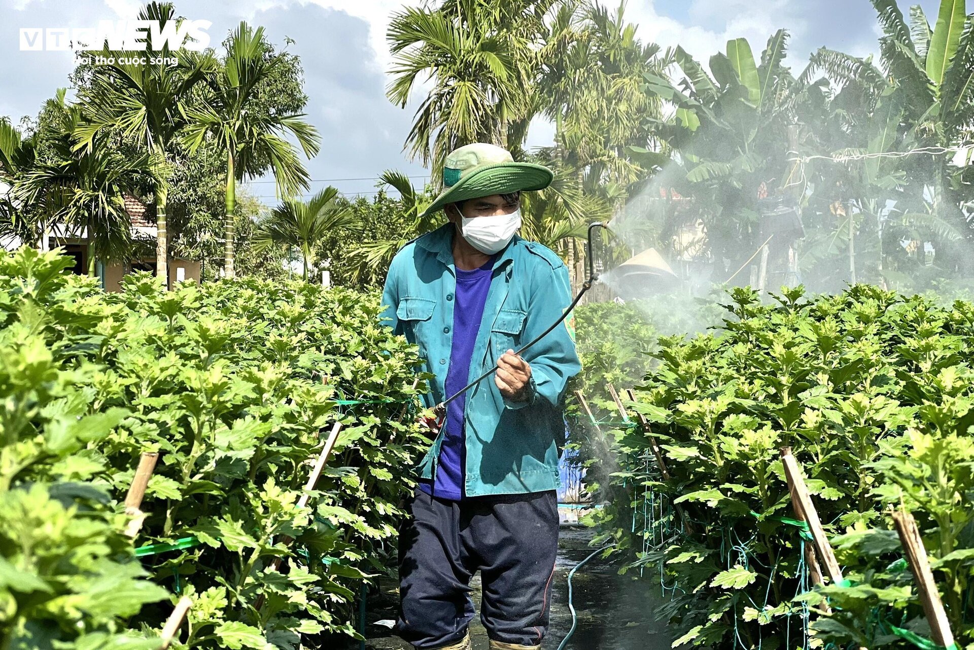 Thủ phủ hoa cúc miền Trung vào vụ Tết, nông dân bội thu - Ảnh 4