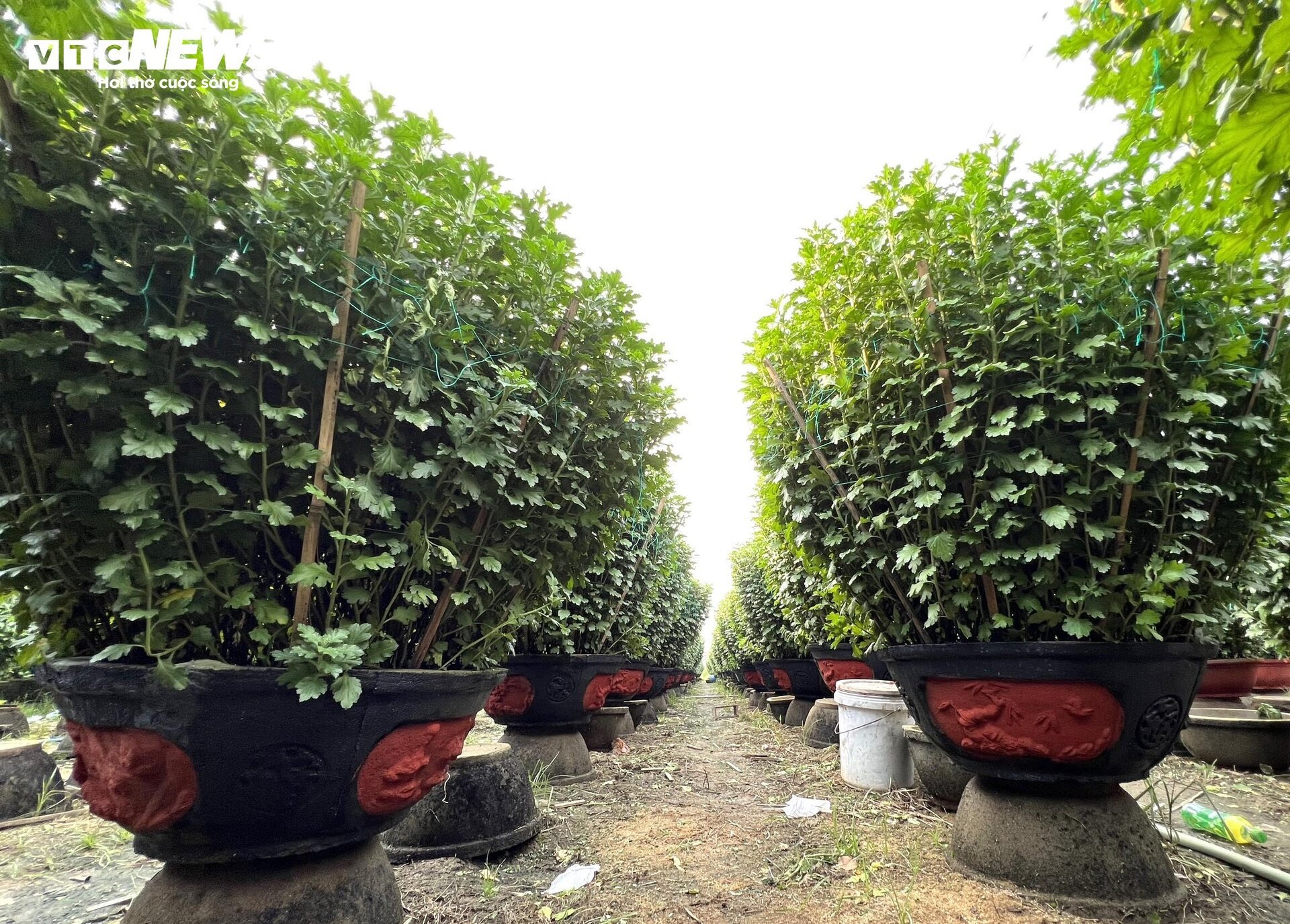 Thủ phủ hoa cúc miền Trung vào vụ Tết, nông dân bội thu - Ảnh 5