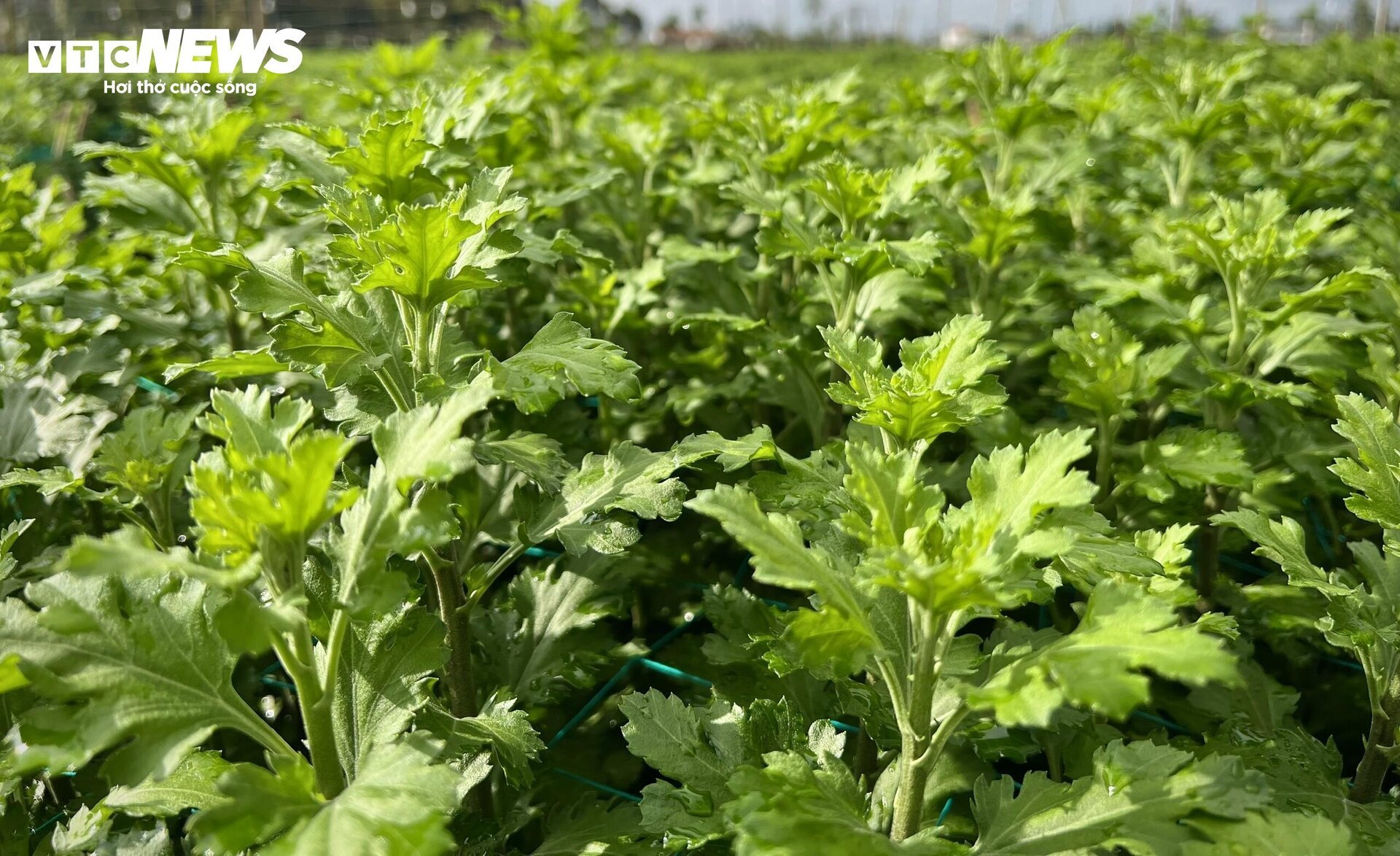 Thủ phủ hoa cúc miền Trung vào vụ Tết, nông dân bội thu - Ảnh 2