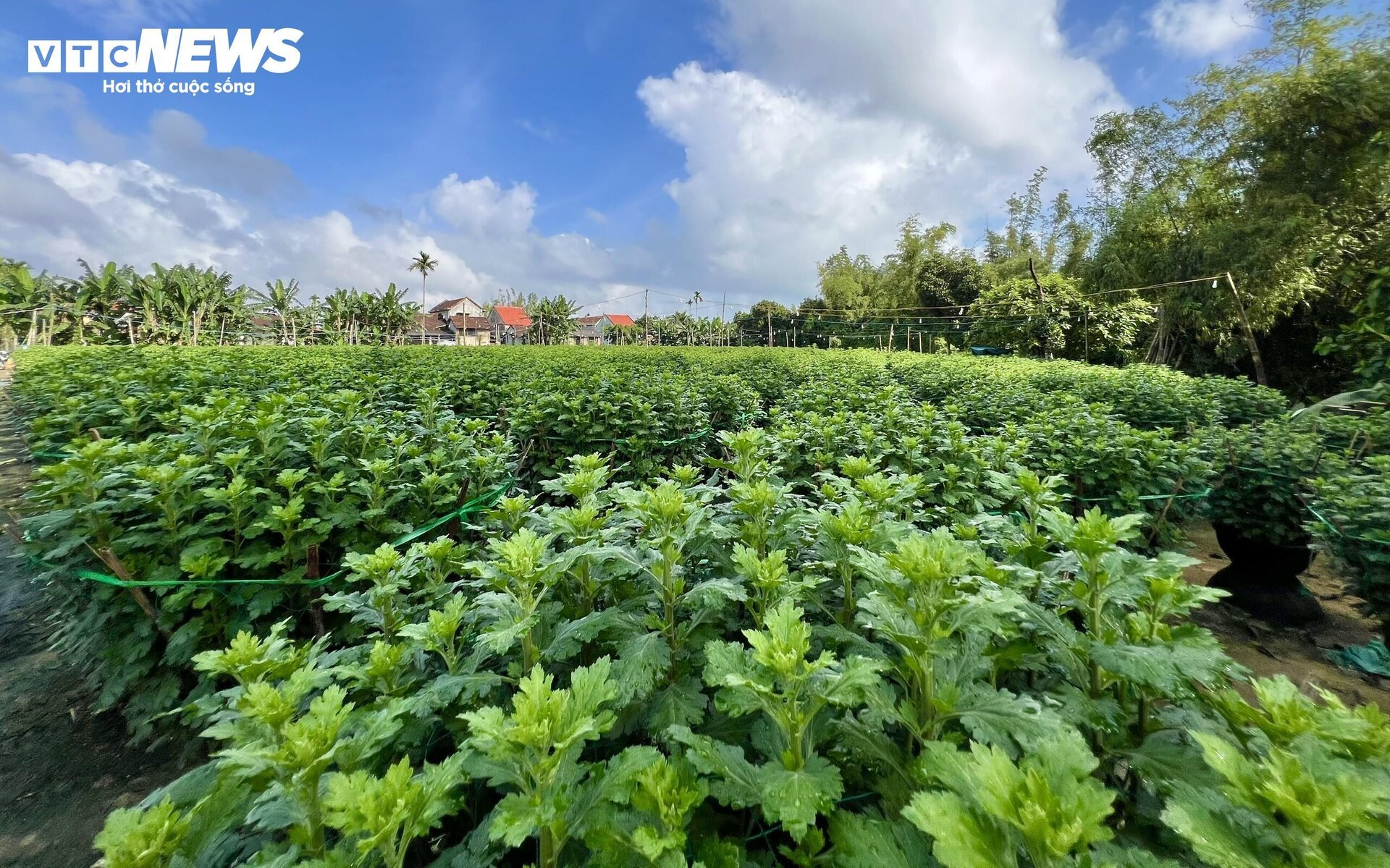 Thủ phủ hoa cúc miền Trung vào vụ Tết, nông dân bội thu - Ảnh 6