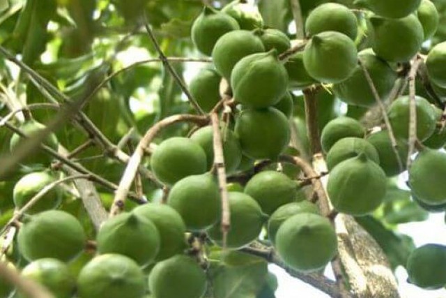 29 tỉnh của Việt Nam trồng loại hạt đắt bậc nhất thế giới: Mỹ, Nhật Bản, Trung Quốc đều muốn thu mua - Ảnh 1