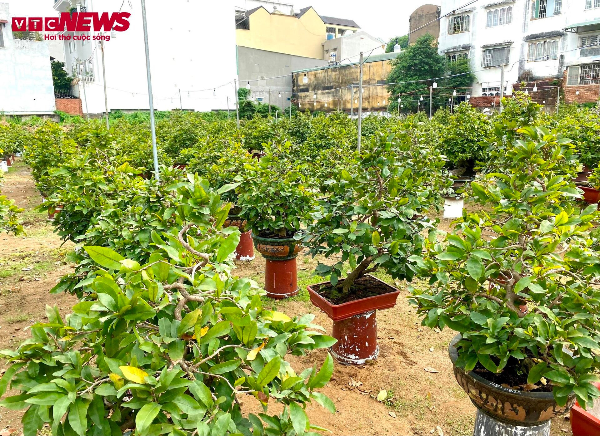TP.HCM: Hoa mai trưng Tết cho thuê giá 200 triệu đồng/cây, giao hàng tận Hà Nội - Ảnh 1