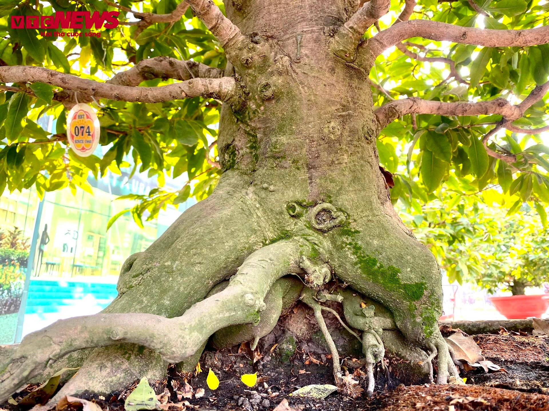 TP.HCM: Hoa mai trưng Tết cho thuê giá 200 triệu đồng/cây, giao hàng tận Hà Nội - Ảnh 9