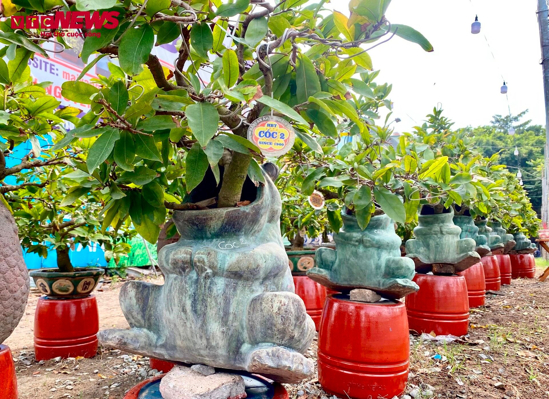 TP.HCM: Hoa mai trưng Tết cho thuê giá 200 triệu đồng/cây, giao hàng tận Hà Nội - Ảnh 11