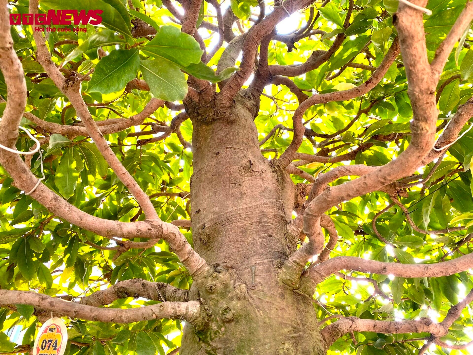 TP.HCM: Hoa mai trưng Tết cho thuê giá 200 triệu đồng/cây, giao hàng tận Hà Nội - Ảnh 10