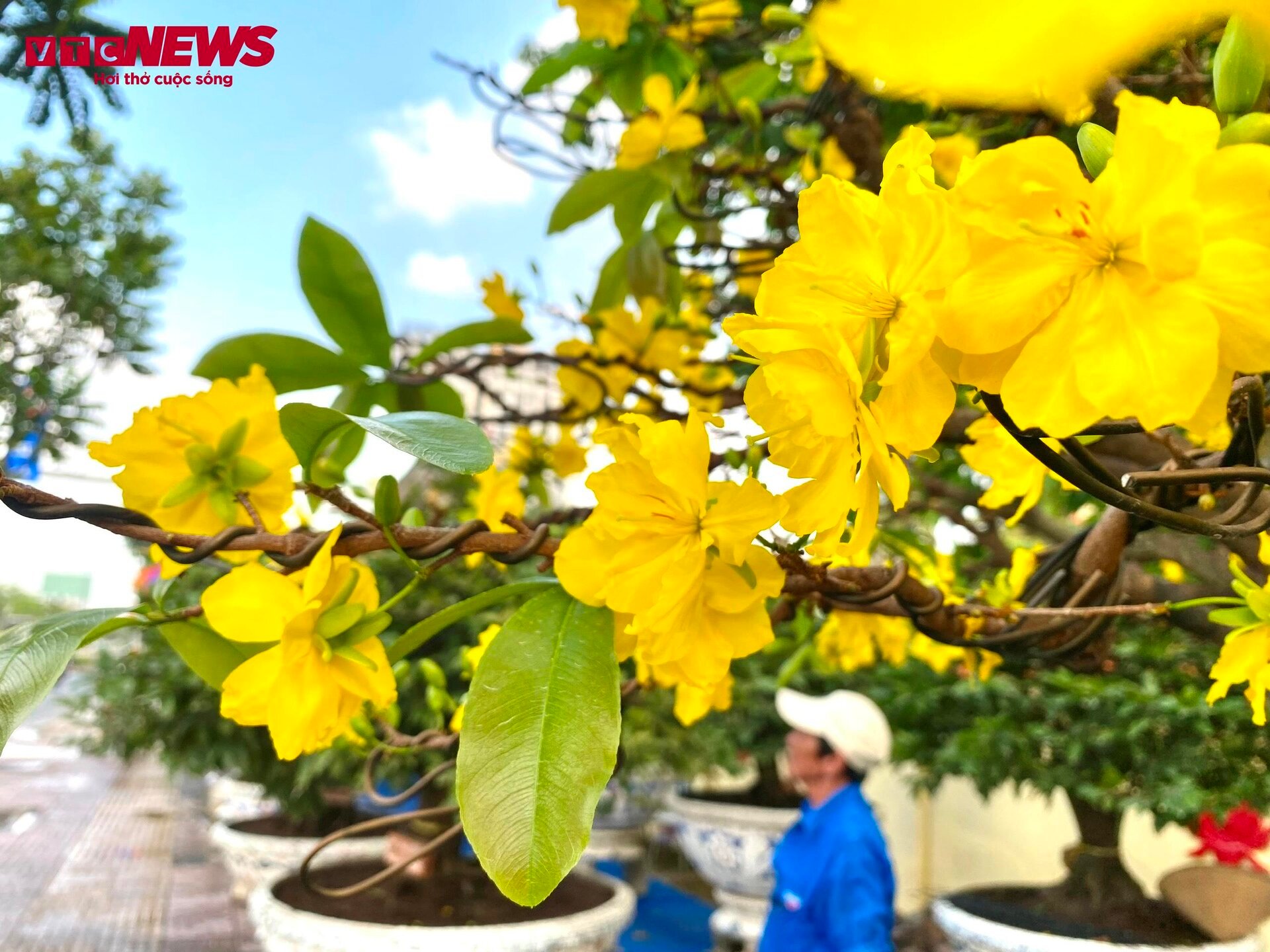 TP.HCM: Hoa mai trưng Tết cho thuê giá 200 triệu đồng/cây, giao hàng tận Hà Nội - Ảnh 15