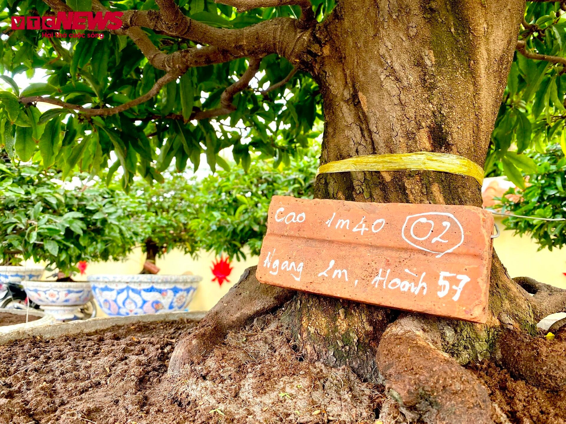 TP.HCM: Hoa mai trưng Tết cho thuê giá 200 triệu đồng/cây, giao hàng tận Hà Nội - Ảnh 14