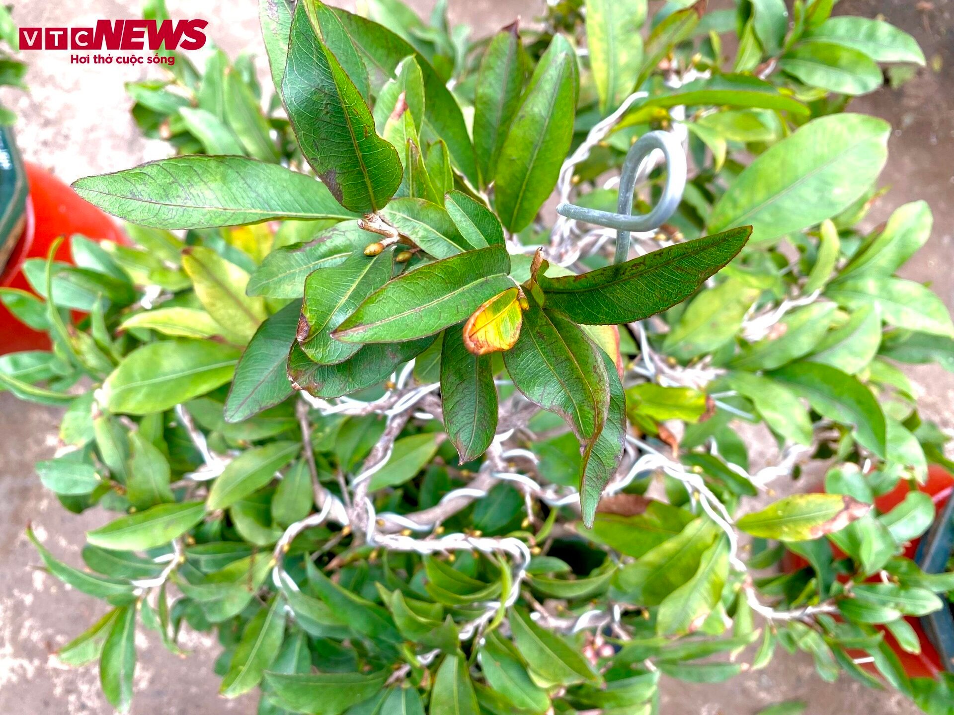 TP.HCM: Hoa mai trưng Tết cho thuê giá 200 triệu đồng/cây, giao hàng tận Hà Nội - Ảnh 3