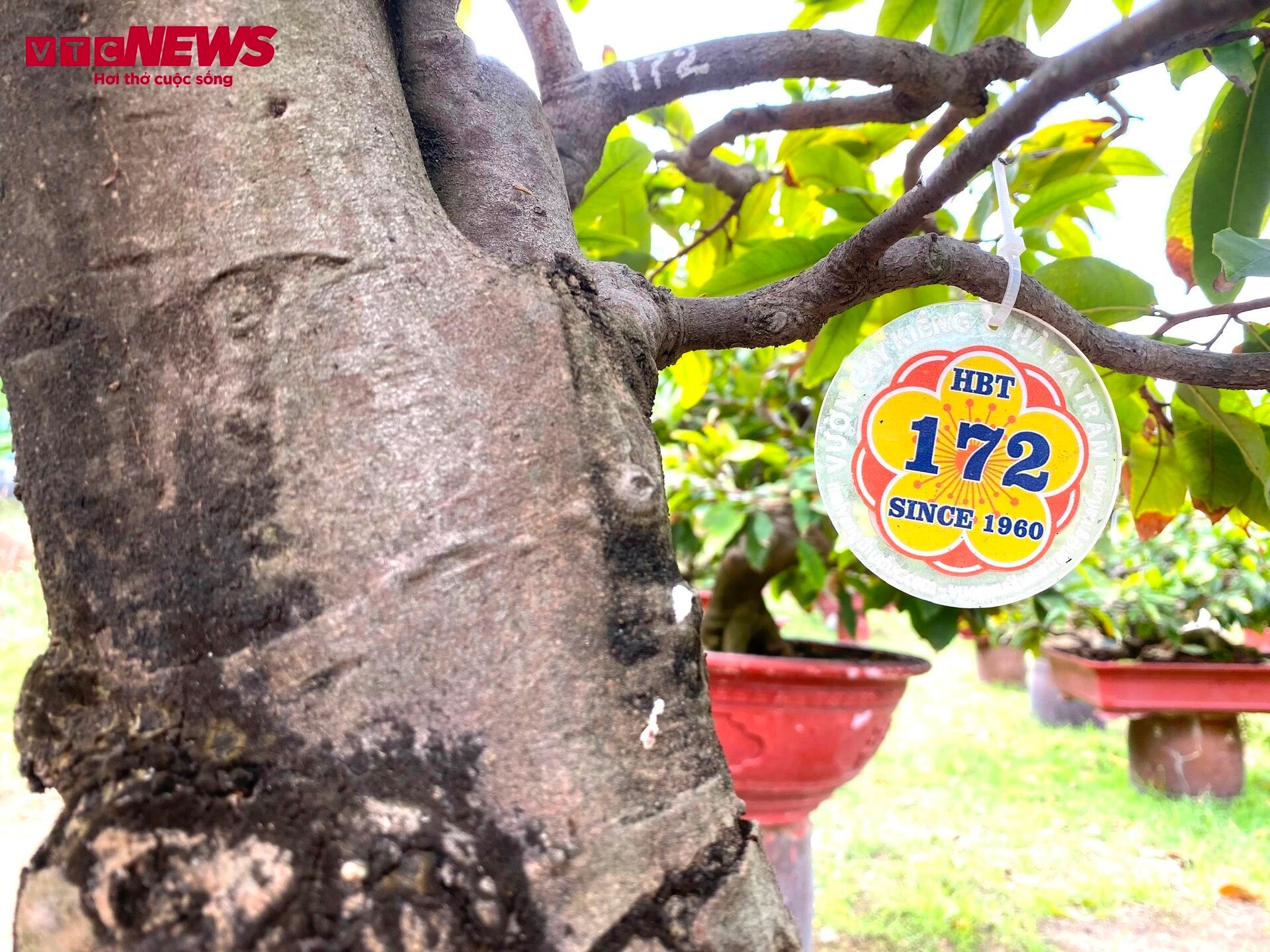 TP.HCM: Hoa mai trưng Tết cho thuê giá 200 triệu đồng/cây, giao hàng tận Hà Nội - Ảnh 8