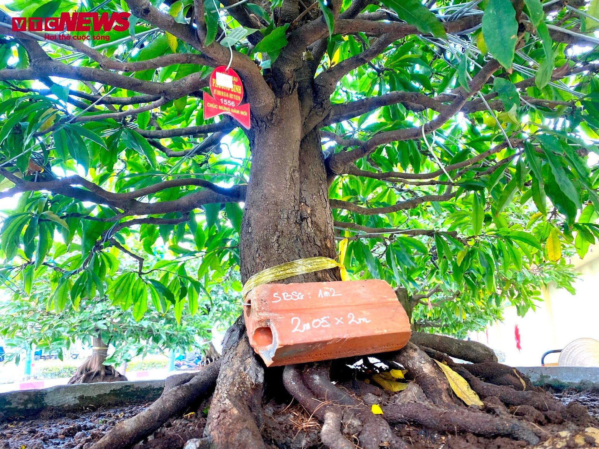 TP.HCM: Hoa mai trưng Tết cho thuê giá 200 triệu đồng/cây, giao hàng tận Hà Nội - Ảnh 12