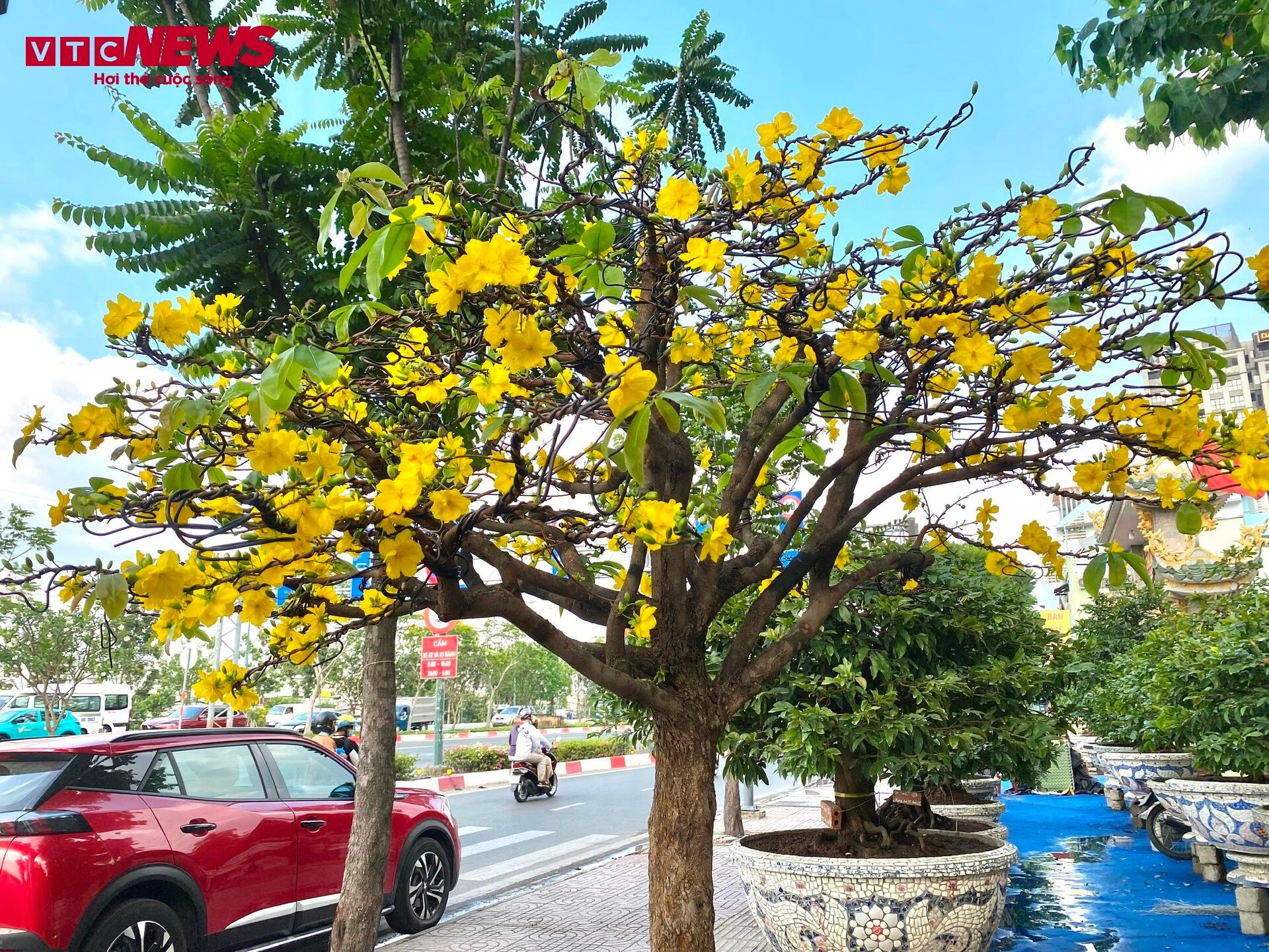 TP.HCM: Hoa mai trưng Tết cho thuê giá 200 triệu đồng/cây, giao hàng tận Hà Nội - Ảnh 16