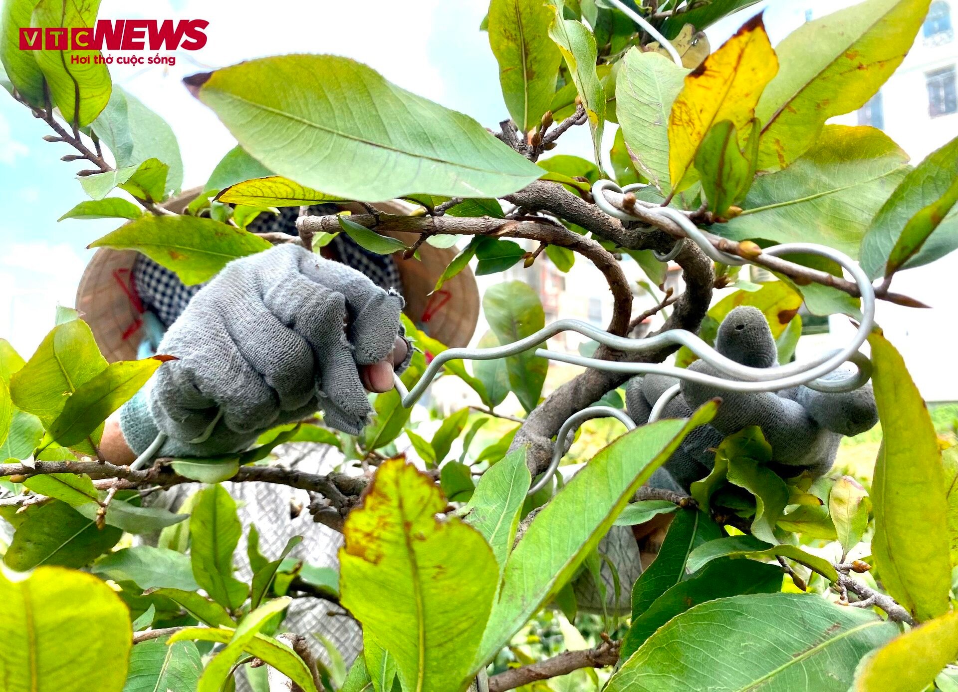 TP.HCM: Hoa mai trưng Tết cho thuê giá 200 triệu đồng/cây, giao hàng tận Hà Nội - Ảnh 5