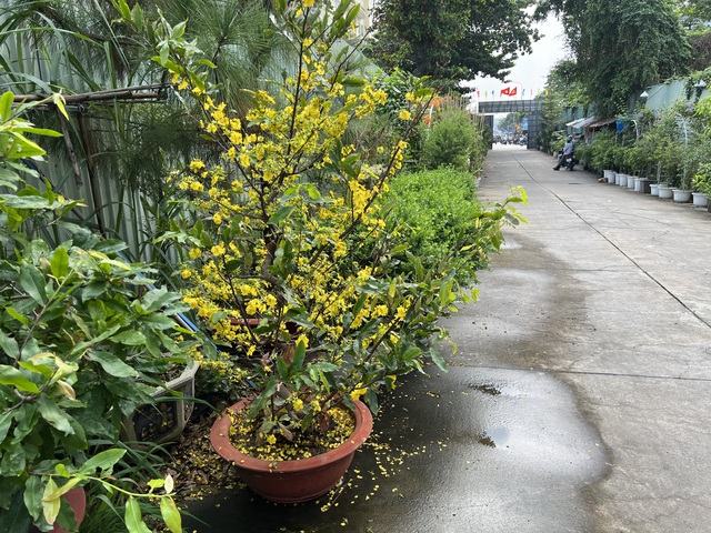 Hoa kiểng Tết tràn ra đường, giá dễ chịu - Ảnh 6