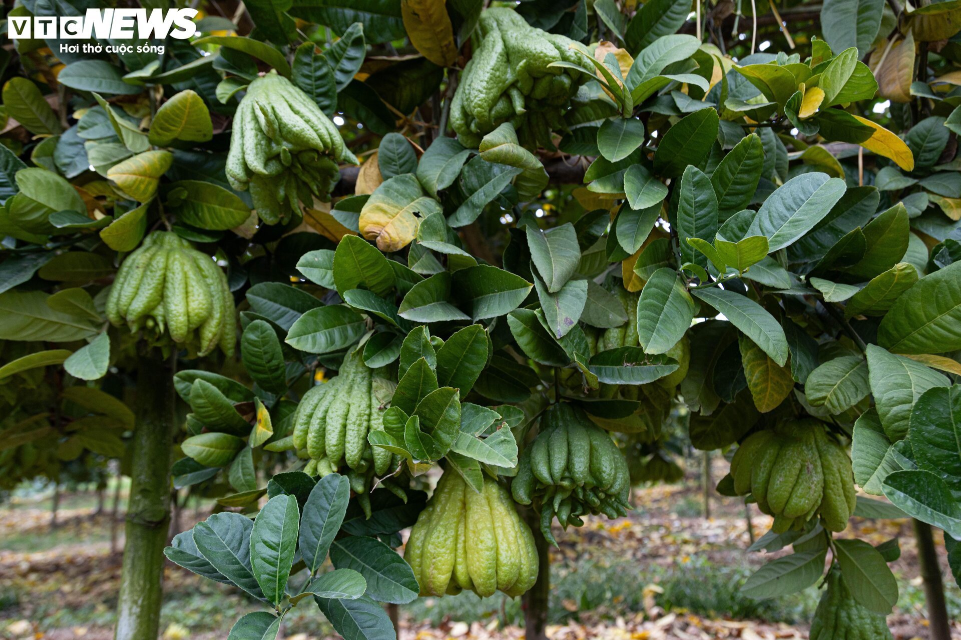 Tất bật thu hoạch, người dân trồng phật thủ ở Hà Nội bội thu - Ảnh 6