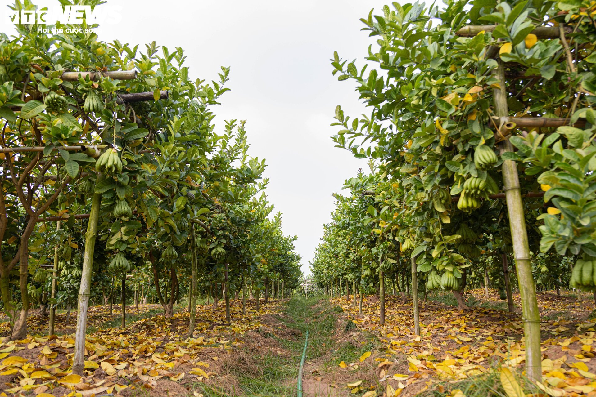 Tất bật thu hoạch, người dân trồng phật thủ ở Hà Nội bội thu - Ảnh 3