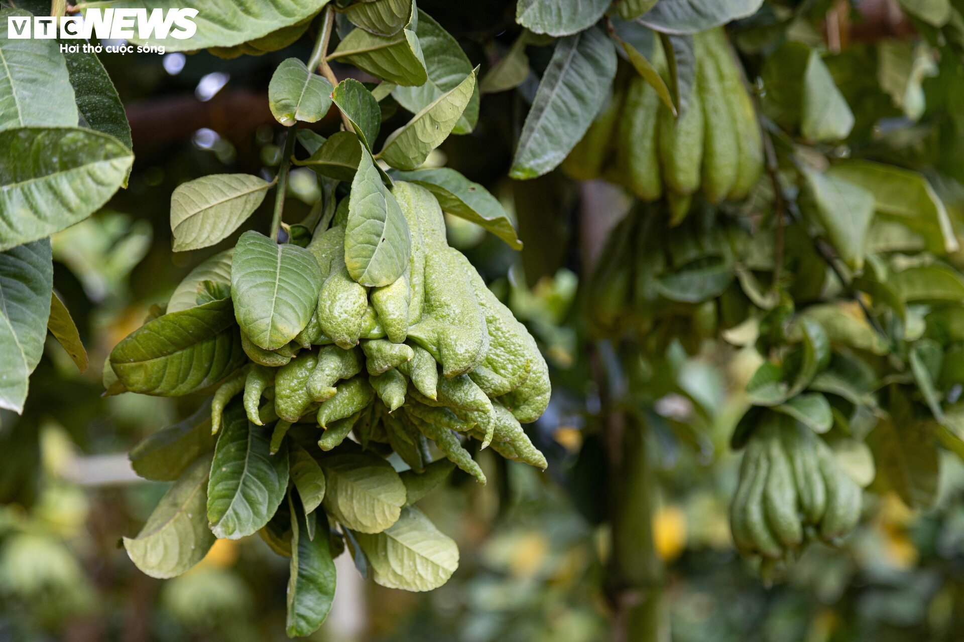 Tất bật thu hoạch, người dân trồng phật thủ ở Hà Nội bội thu - Ảnh 2