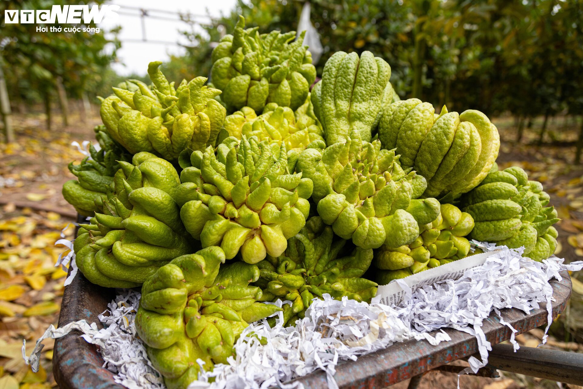 Tất bật thu hoạch, người dân trồng phật thủ ở Hà Nội bội thu - Ảnh 7