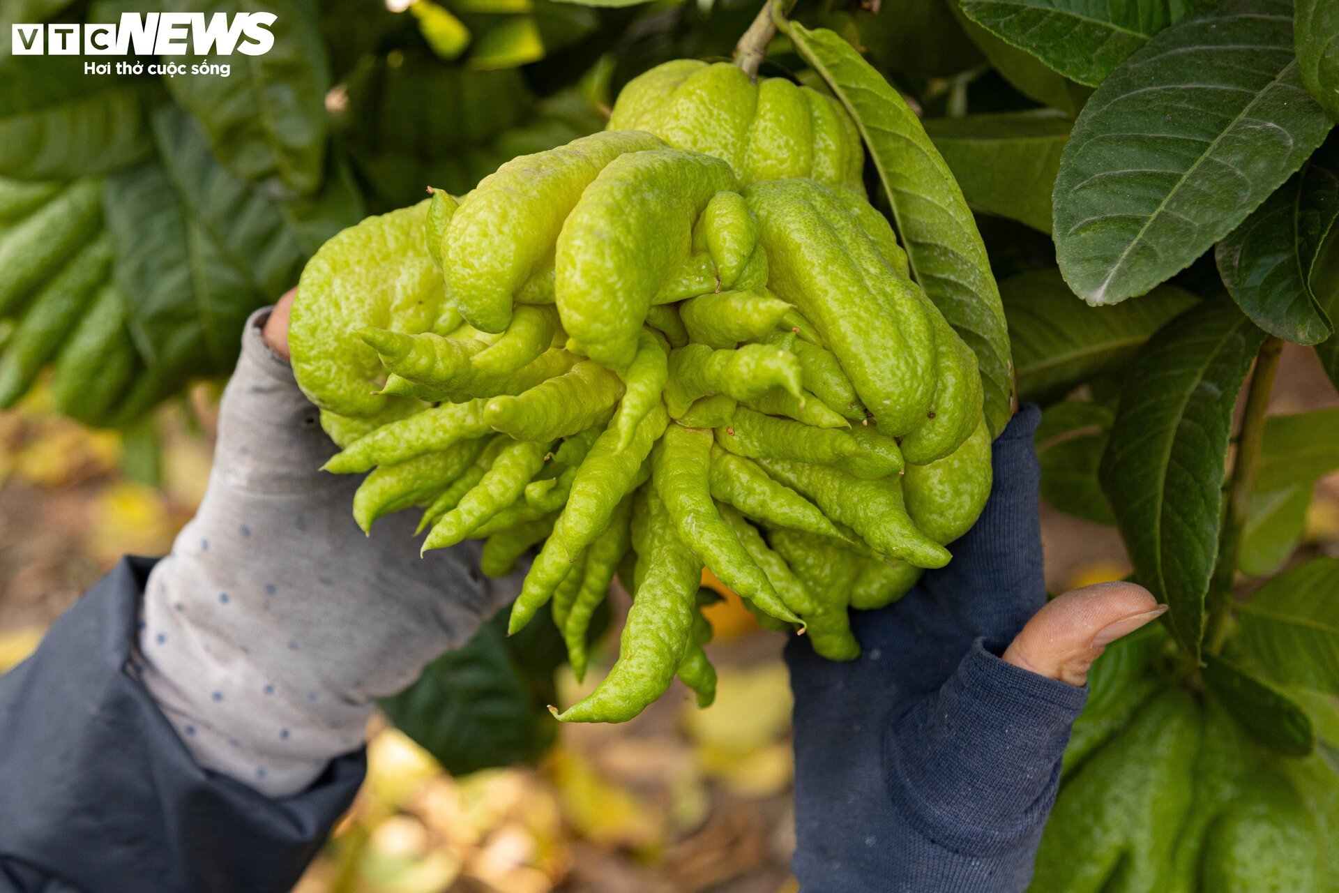 Tất bật thu hoạch, người dân trồng phật thủ ở Hà Nội bội thu - Ảnh 5