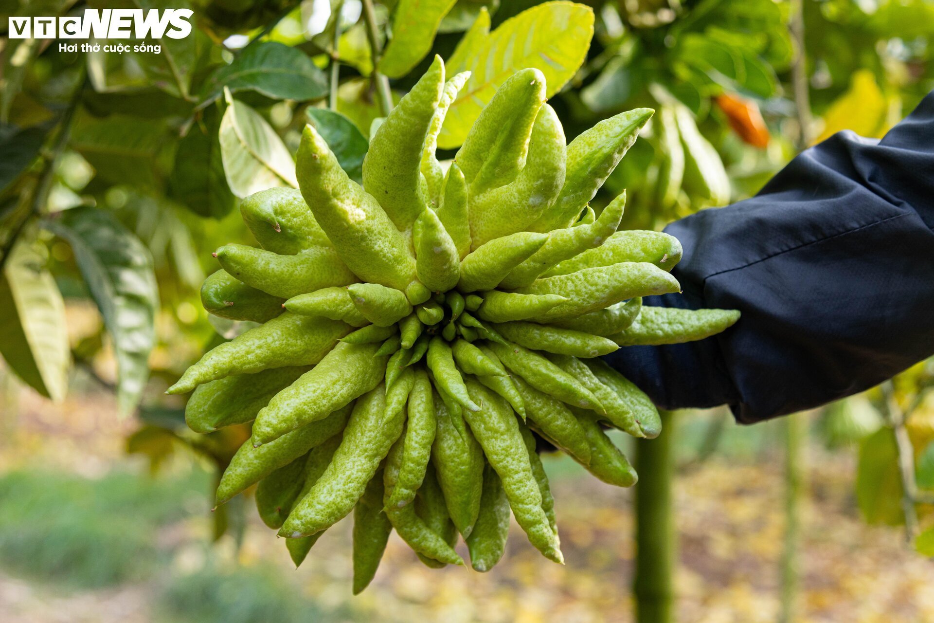 Tất bật thu hoạch, người dân trồng phật thủ ở Hà Nội bội thu - Ảnh 8