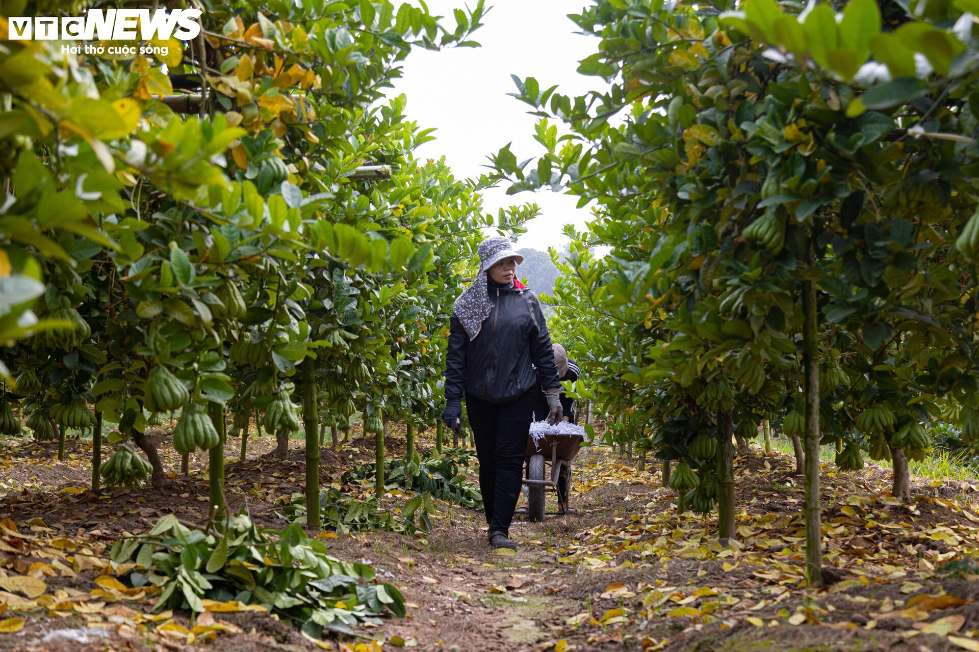 Tất bật thu hoạch, người dân trồng phật thủ ở Hà Nội bội thu - Ảnh 9