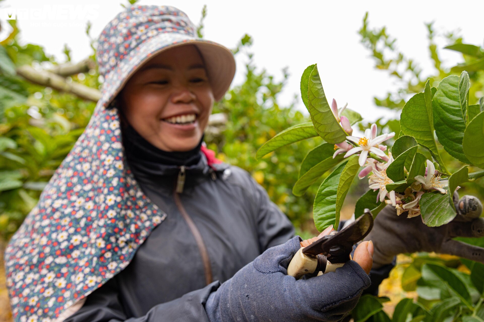 Tất bật thu hoạch, người dân trồng phật thủ ở Hà Nội bội thu - Ảnh 10