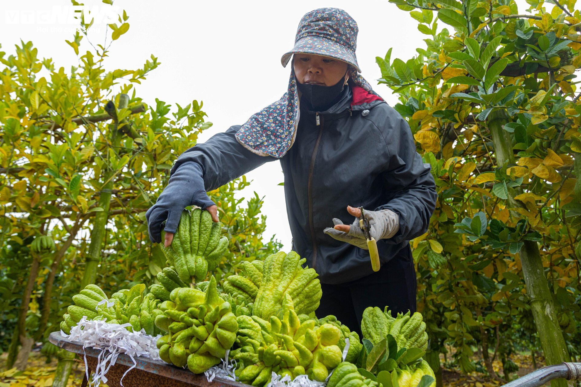 Tất bật thu hoạch, người dân trồng phật thủ ở Hà Nội bội thu - Ảnh 11
