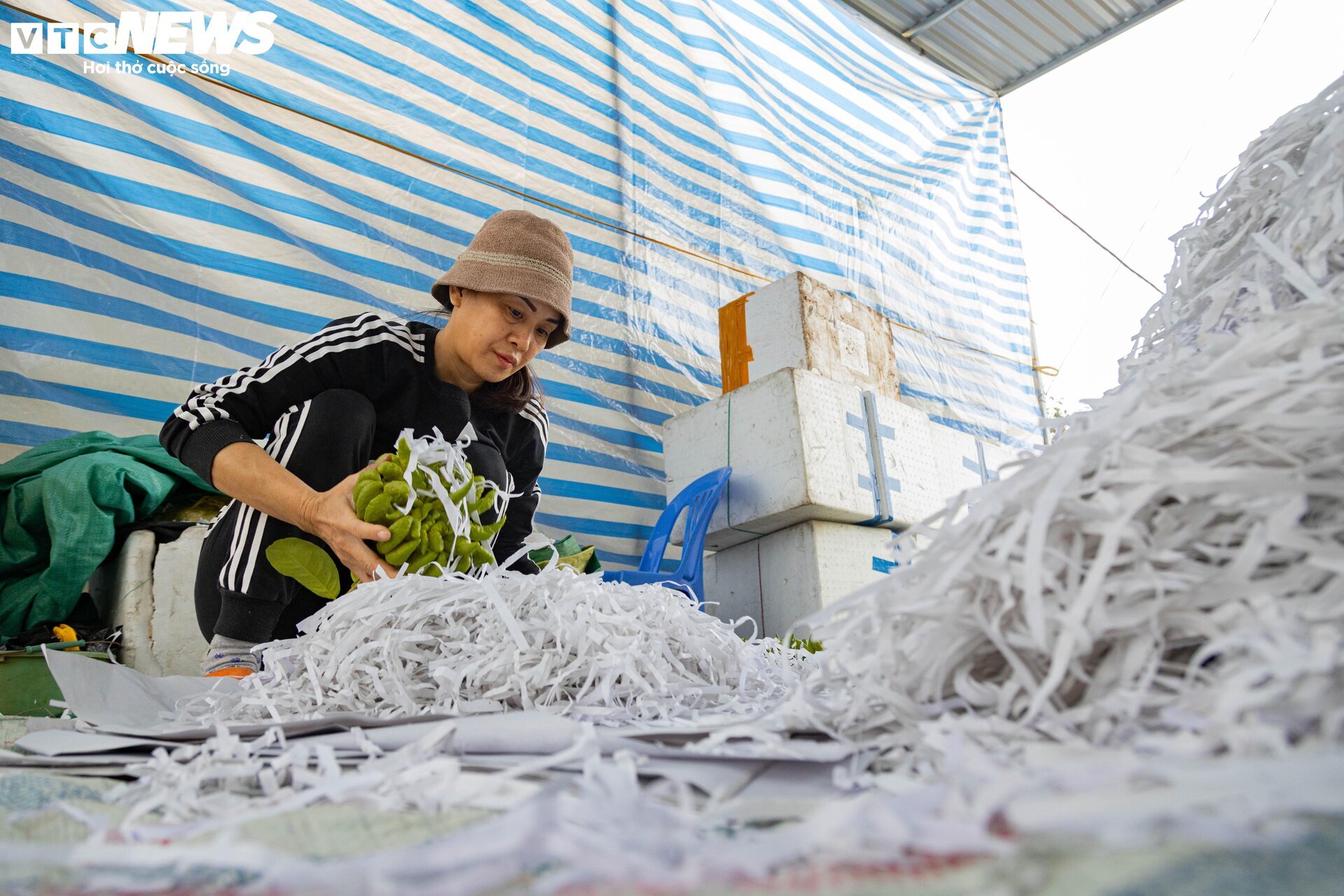 Tất bật thu hoạch, người dân trồng phật thủ ở Hà Nội bội thu - Ảnh 13