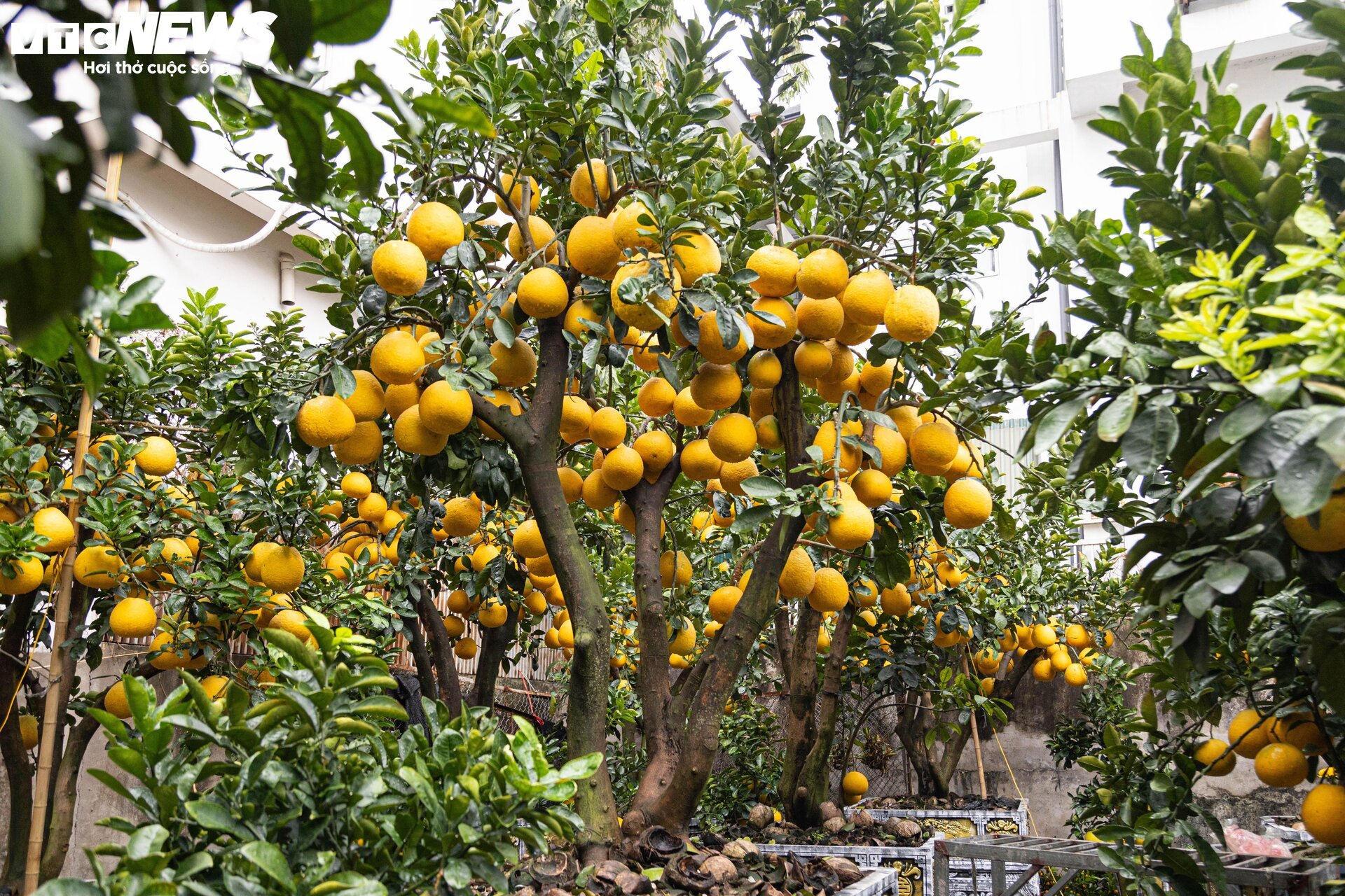 Bưởi bonsai tiền triệu xuống phố, chờ khách mua về đón Tết - Ảnh 10