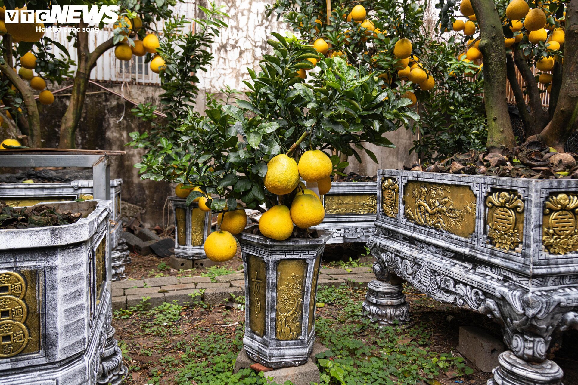 Bưởi bonsai tiền triệu xuống phố, chờ khách mua về đón Tết - Ảnh 6