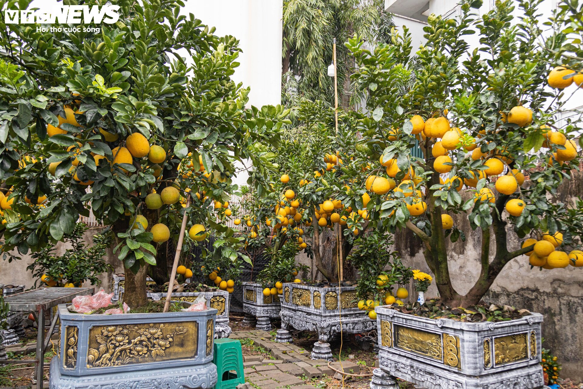Bưởi bonsai tiền triệu xuống phố, chờ khách mua về đón Tết - Ảnh 5