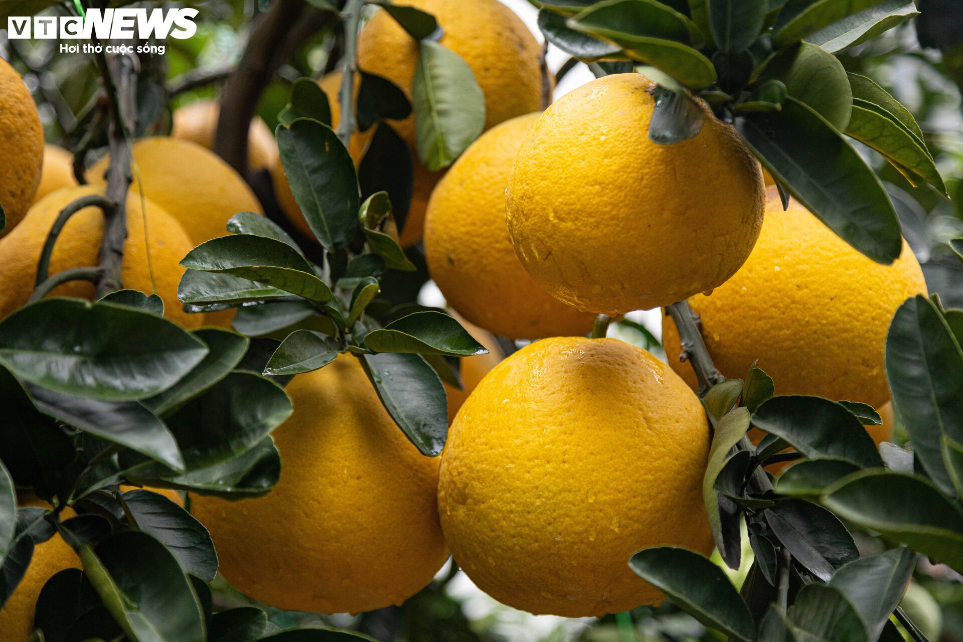 Bưởi bonsai tiền triệu xuống phố, chờ khách mua về đón Tết - Ảnh 11