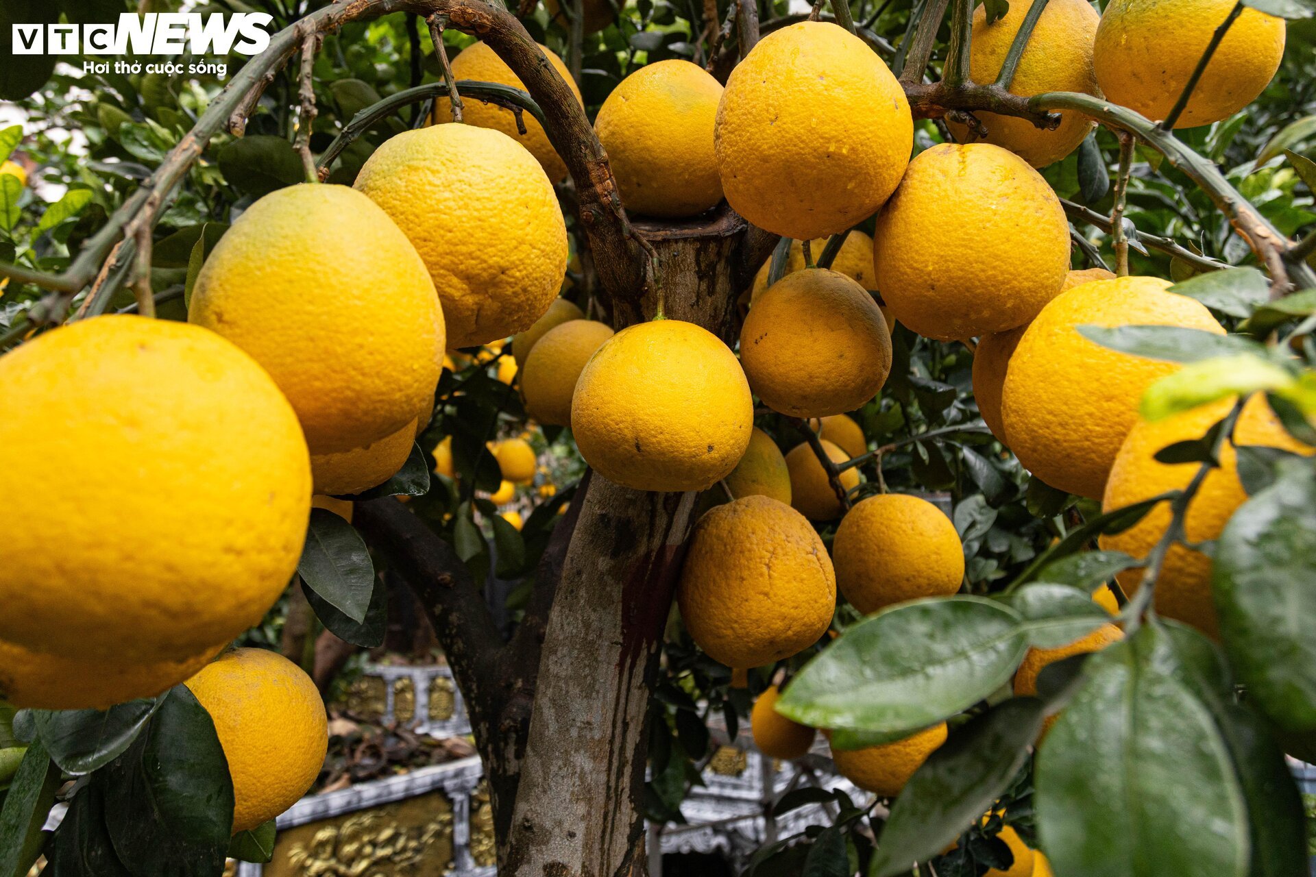 Bưởi bonsai tiền triệu xuống phố, chờ khách mua về đón Tết - Ảnh 13