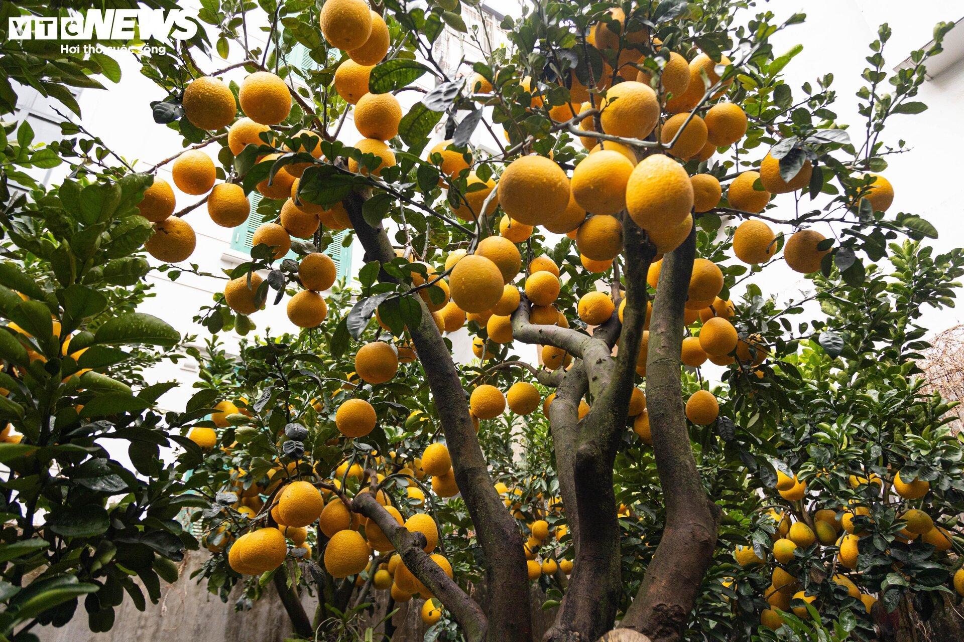Bưởi bonsai tiền triệu xuống phố, chờ khách mua về đón Tết - Ảnh 12