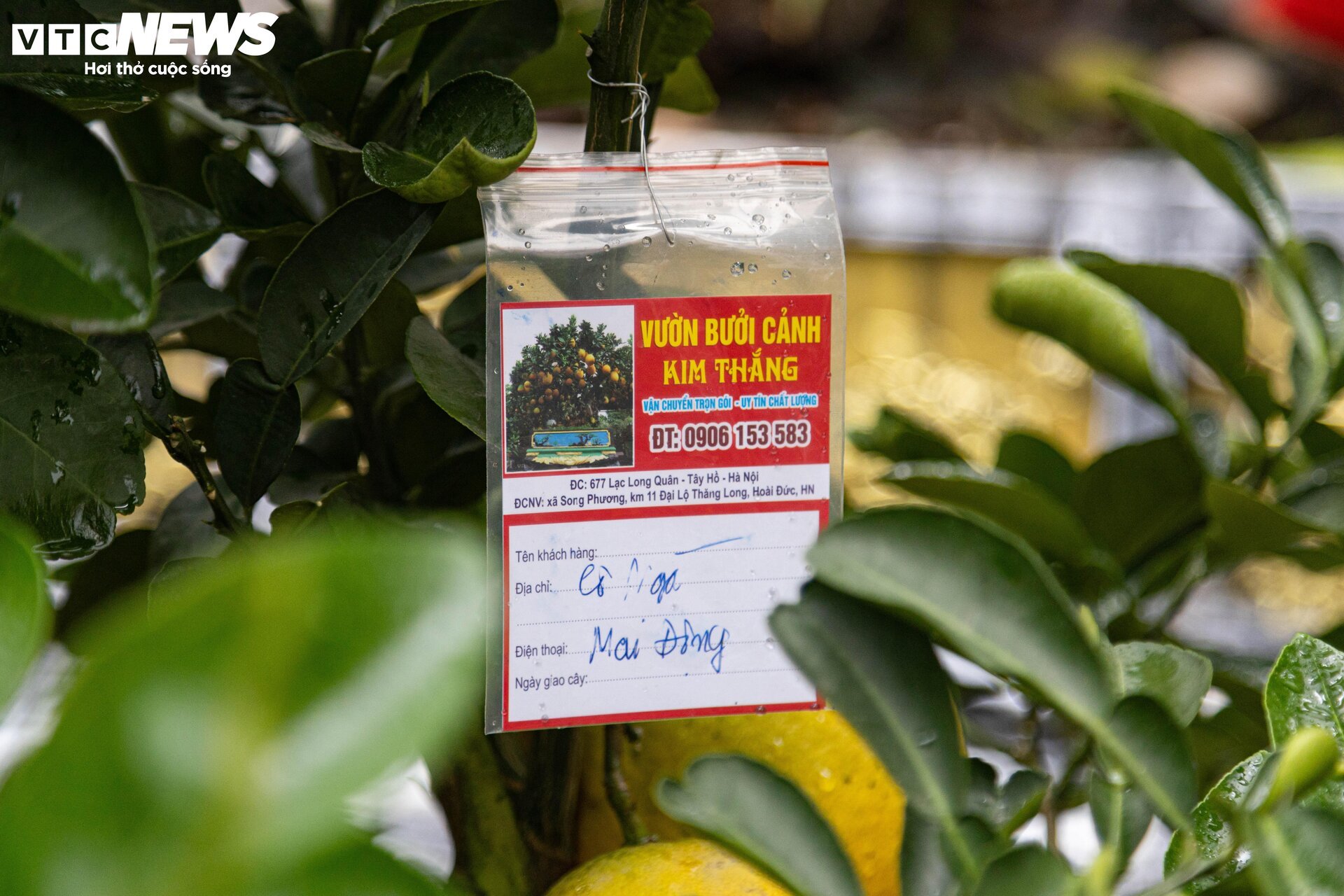 Bưởi bonsai tiền triệu xuống phố, chờ khách mua về đón Tết - Ảnh 15