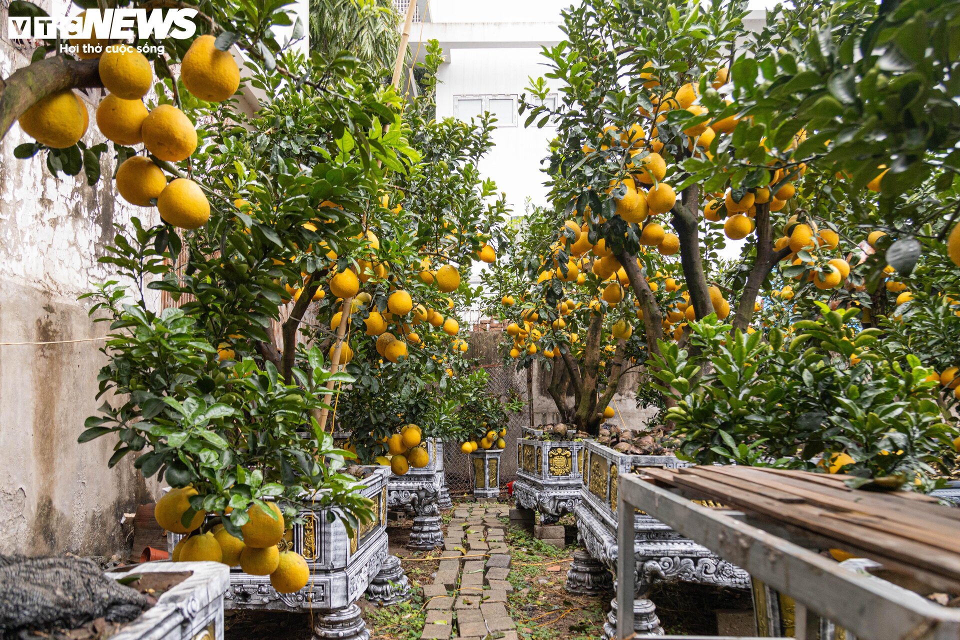 Bưởi bonsai tiền triệu xuống phố, chờ khách mua về đón Tết - Ảnh 3