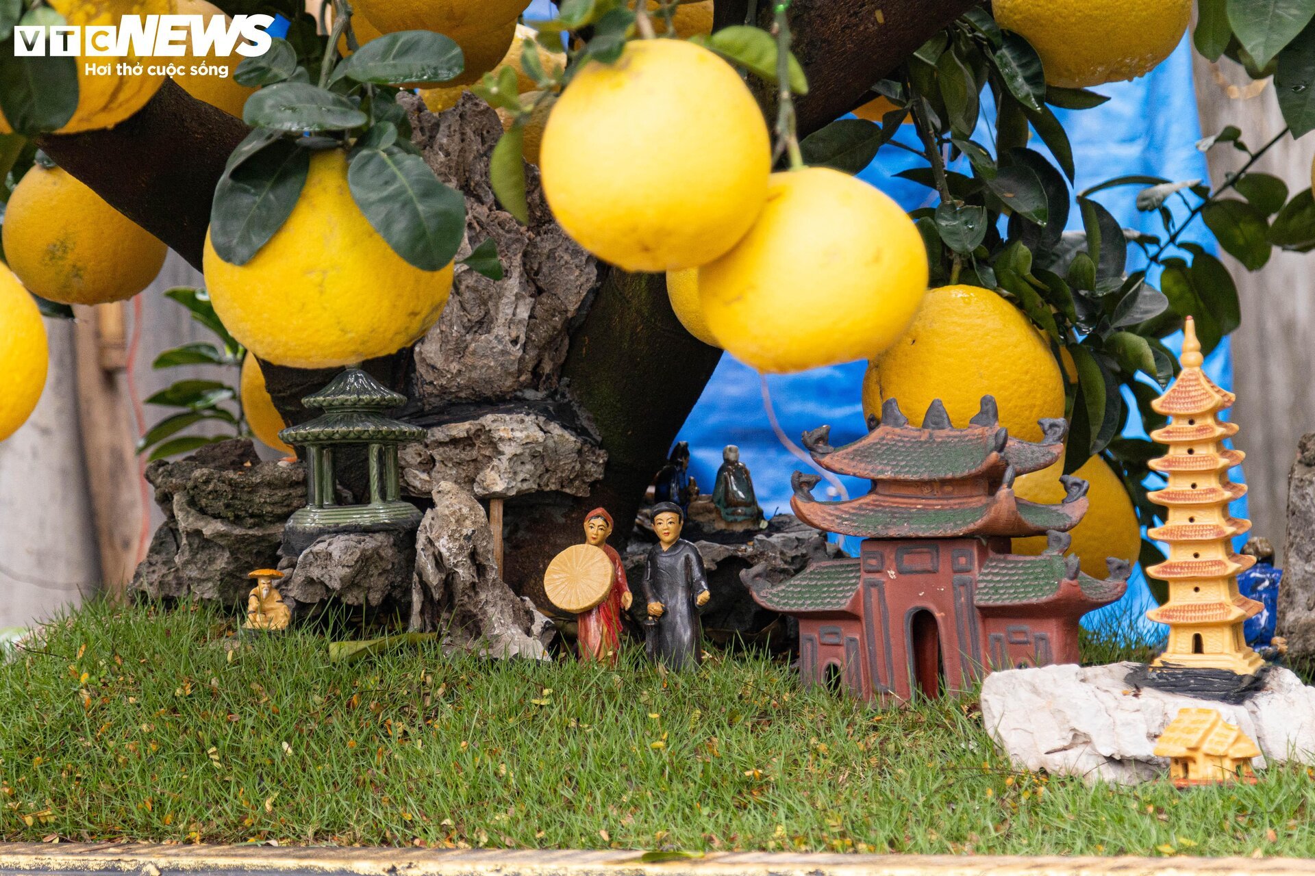 Bưởi bonsai tiền triệu xuống phố, chờ khách mua về đón Tết - Ảnh 8