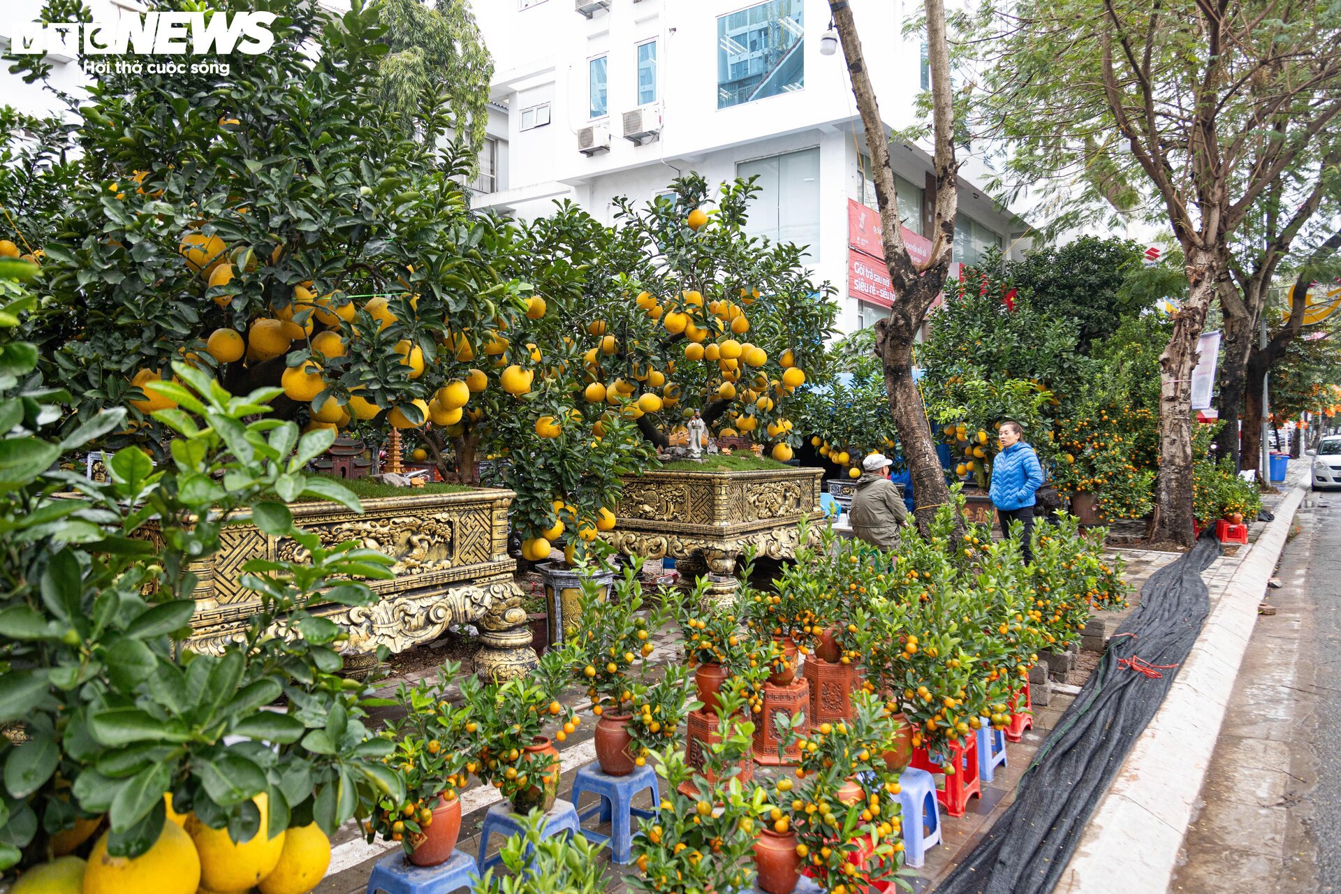 Bưởi bonsai tiền triệu xuống phố, chờ khách mua về đón Tết - Ảnh 1