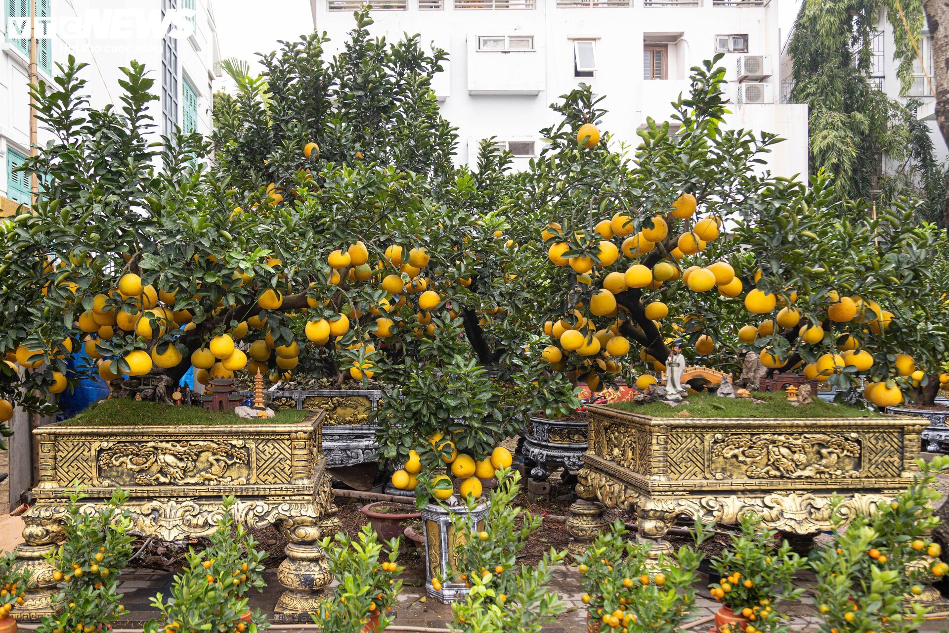 Bưởi bonsai tiền triệu xuống phố, chờ khách mua về đón Tết - Ảnh 7
