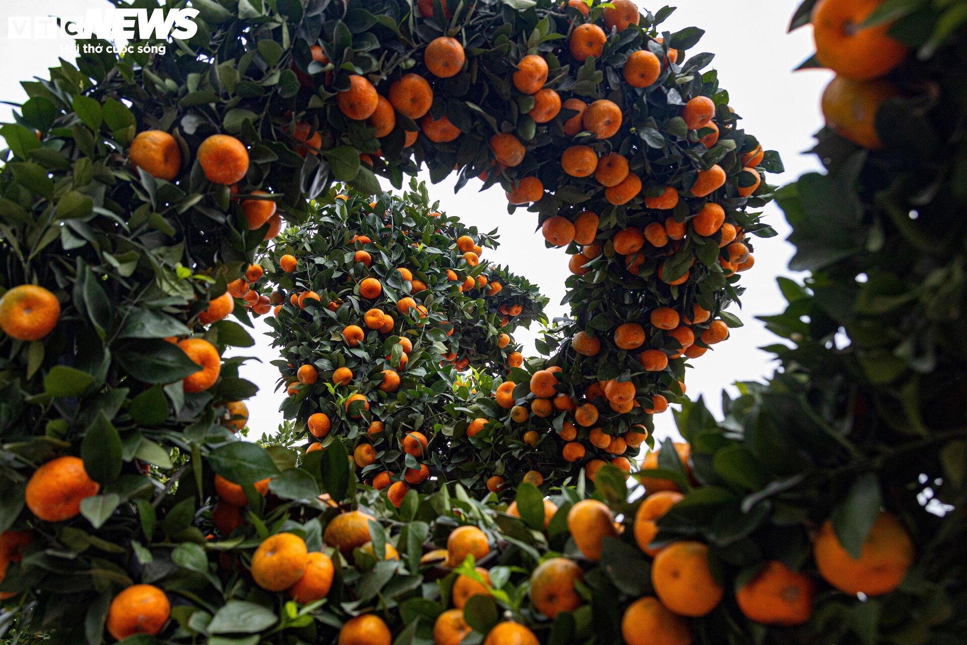 Cặp quất hình rồng giá trăm triệu khoe dáng, chờ khách đại gia xuống tiền mua - Ảnh 5