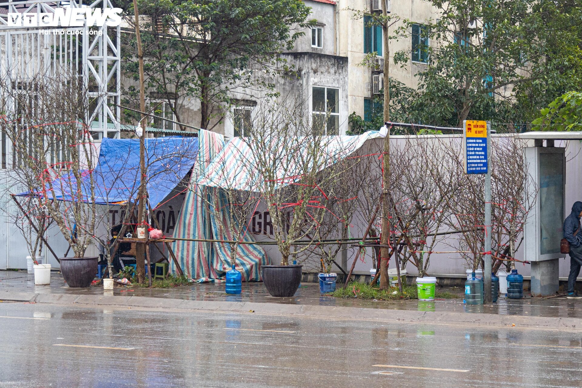 Hà Nội mưa rét đỉnh điểm, người bán 'ôm' cây cảnh Tết, sốt ruột chờ khách mua - Ảnh 2