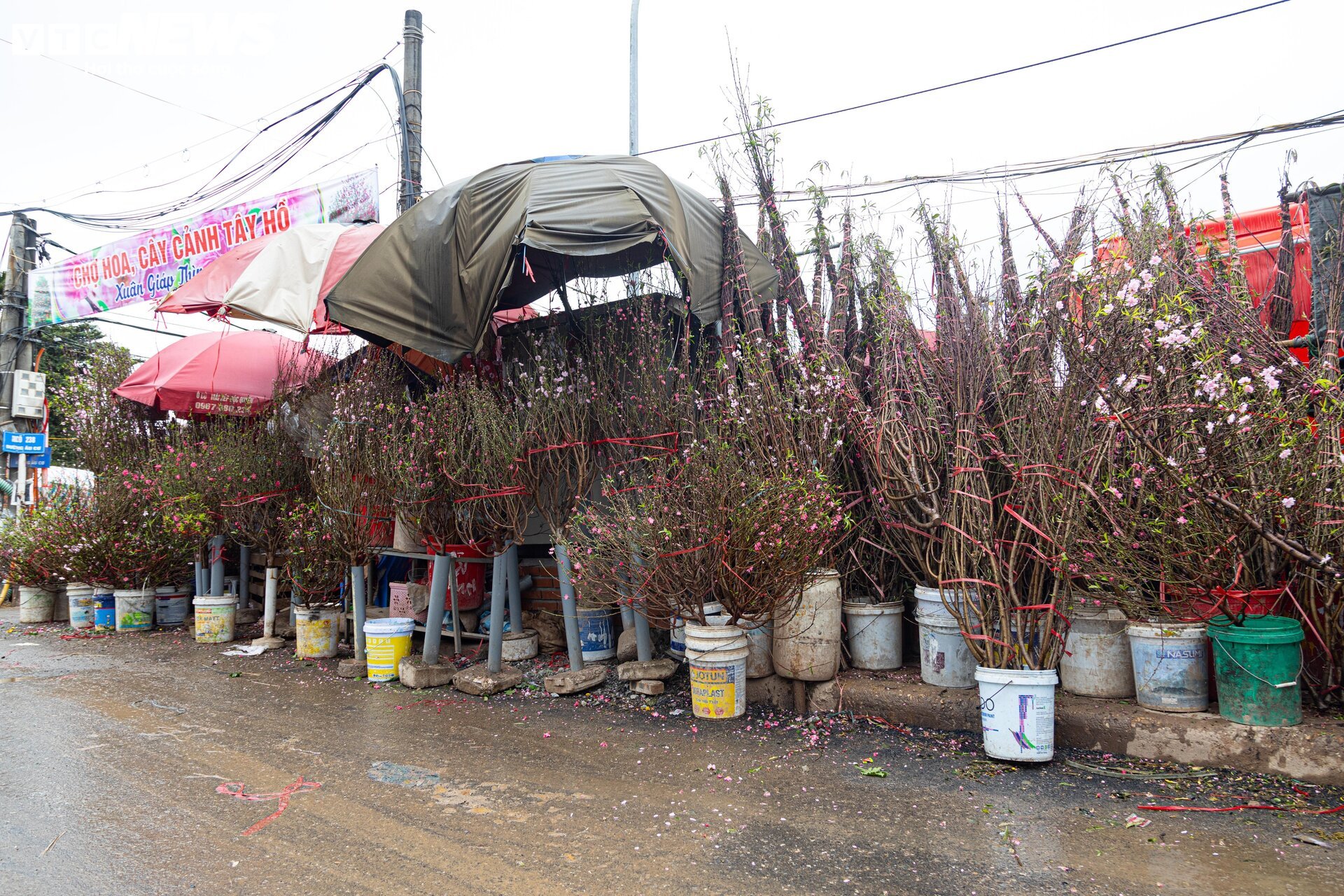 Hà Nội mưa rét đỉnh điểm, người bán 'ôm' cây cảnh Tết, sốt ruột chờ khách mua - Ảnh 8