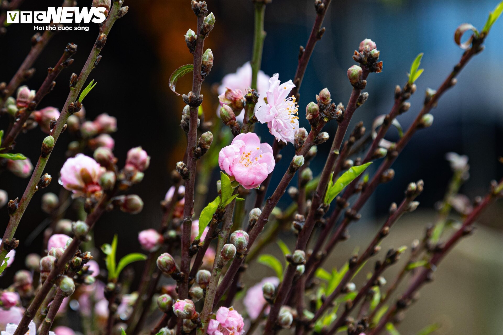 Hà Nội mưa rét đỉnh điểm, người bán 'ôm' cây cảnh Tết, sốt ruột chờ khách mua - Ảnh 16
