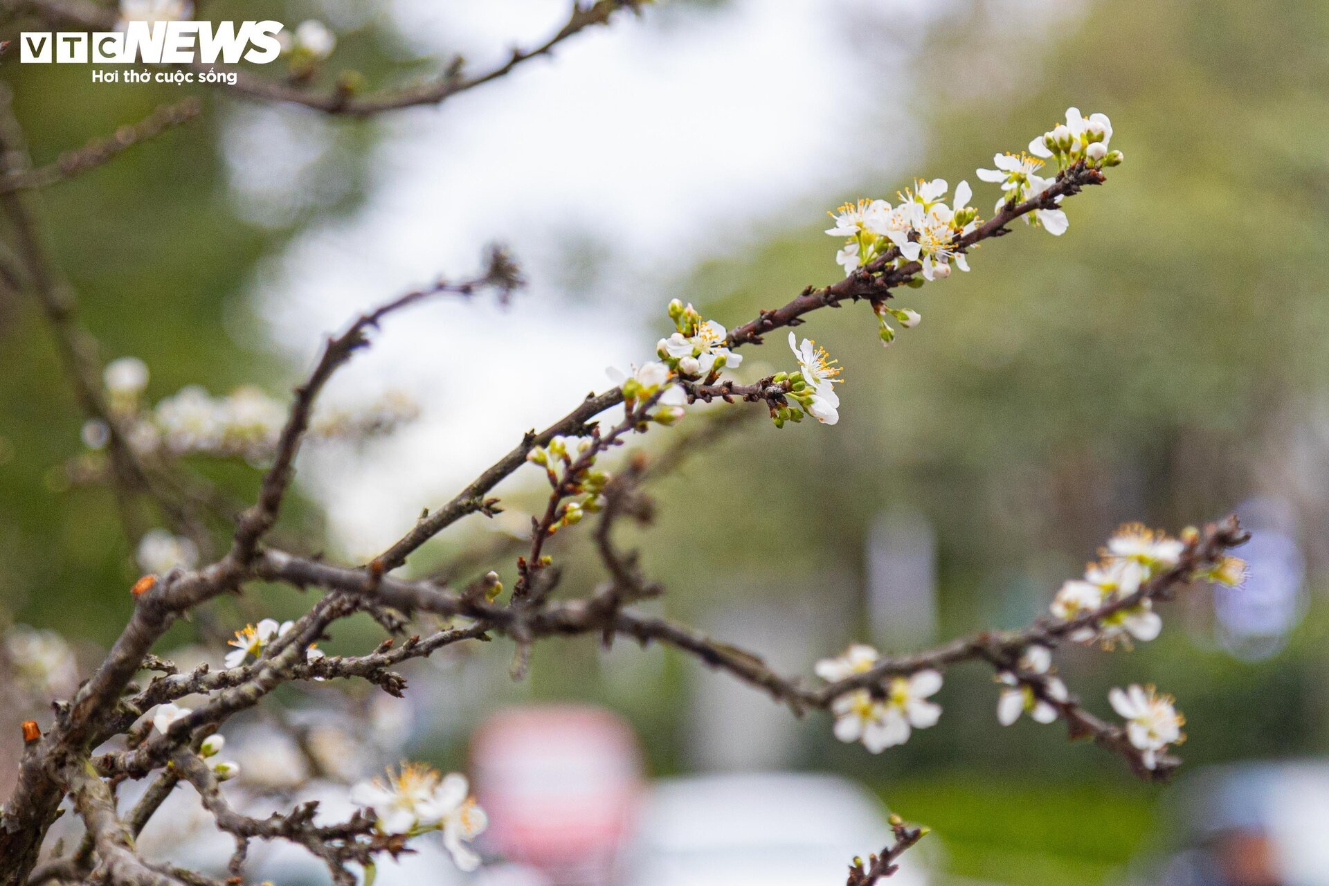 Hà Nội mưa rét đỉnh điểm, người bán 'ôm' cây cảnh Tết, sốt ruột chờ khách mua - Ảnh 17