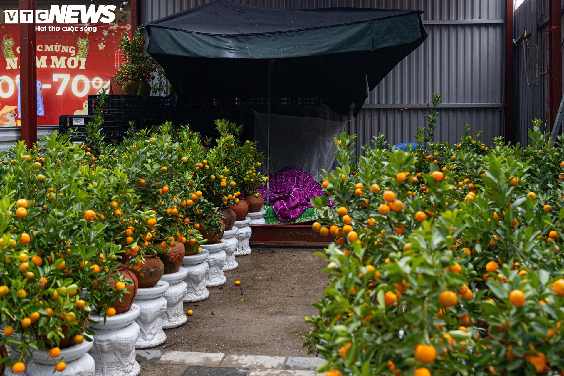 Hà Nội mưa rét đỉnh điểm, người bán 'ôm' cây cảnh Tết, sốt ruột chờ khách mua - Ảnh 19