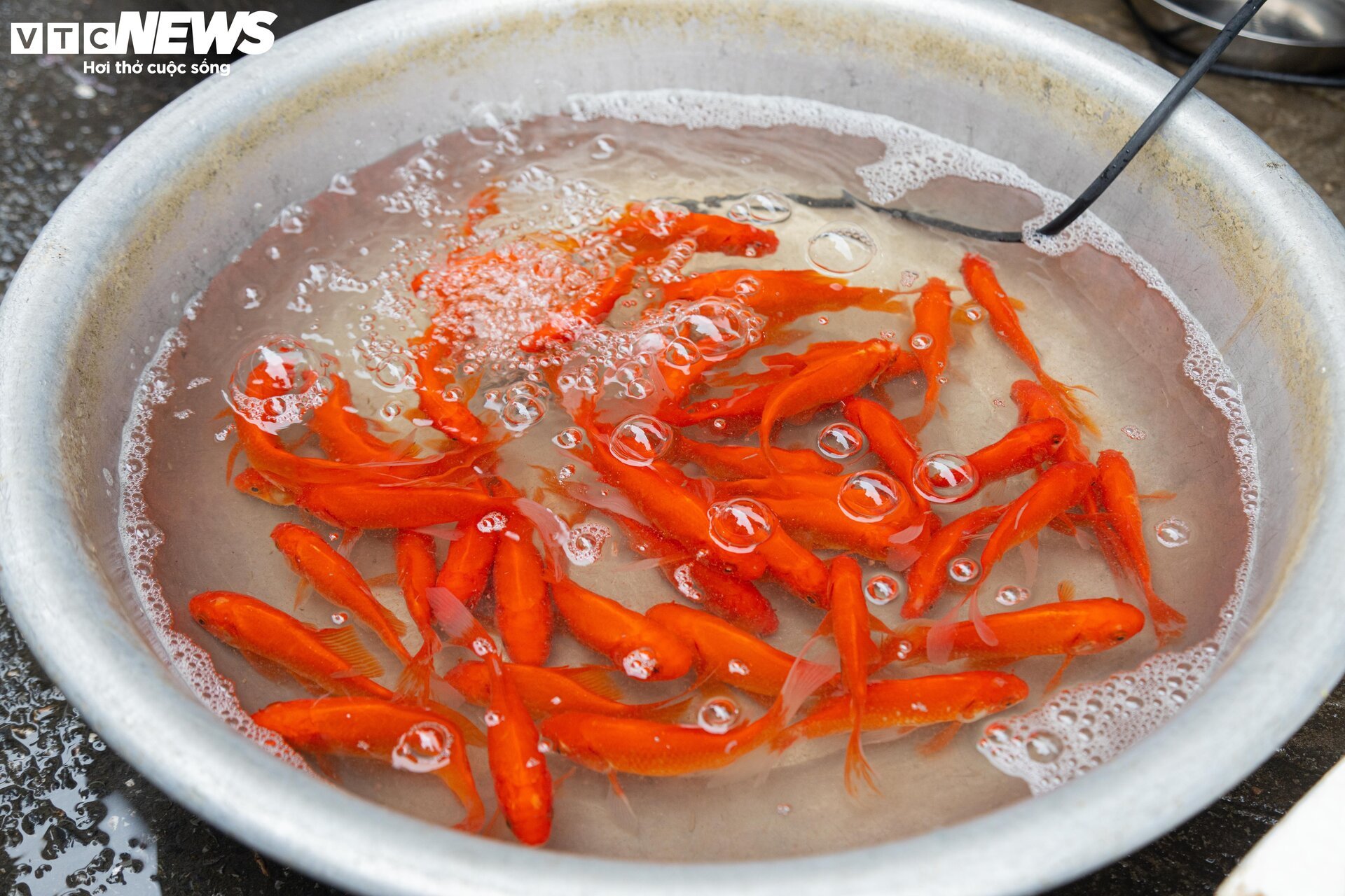 Sát ngày ông Công, ông Táo, thị trường đồ lễ ở Hà Nội nhộn nhịp khác thường - Ảnh 17