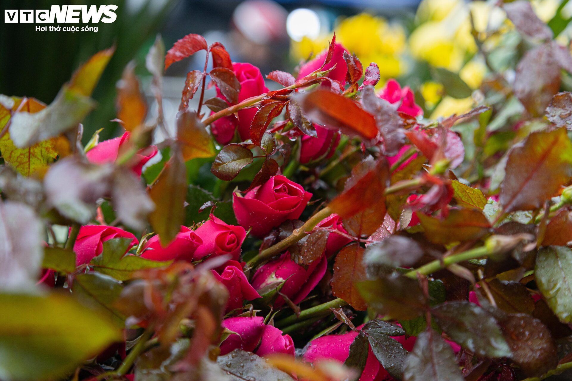 Sát ngày ông Công, ông Táo, thị trường đồ lễ ở Hà Nội nhộn nhịp khác thường - Ảnh 15